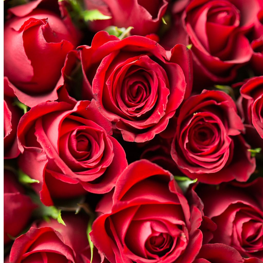 Close-up bouquet of beautiful red roses