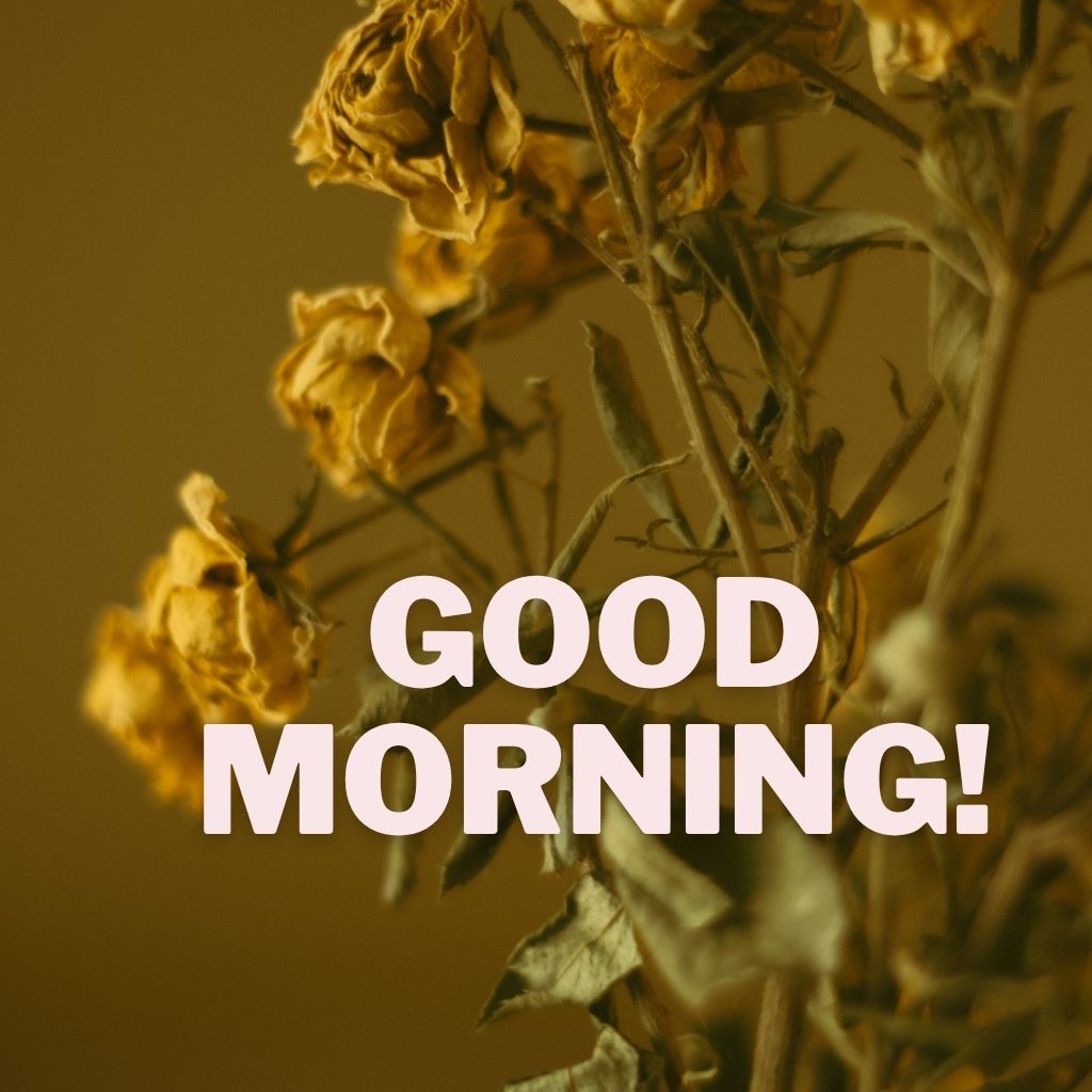 Dried yellow roses bathed in warm golden light with bold text reading "GOOD MORNING!" overlaid across the center.