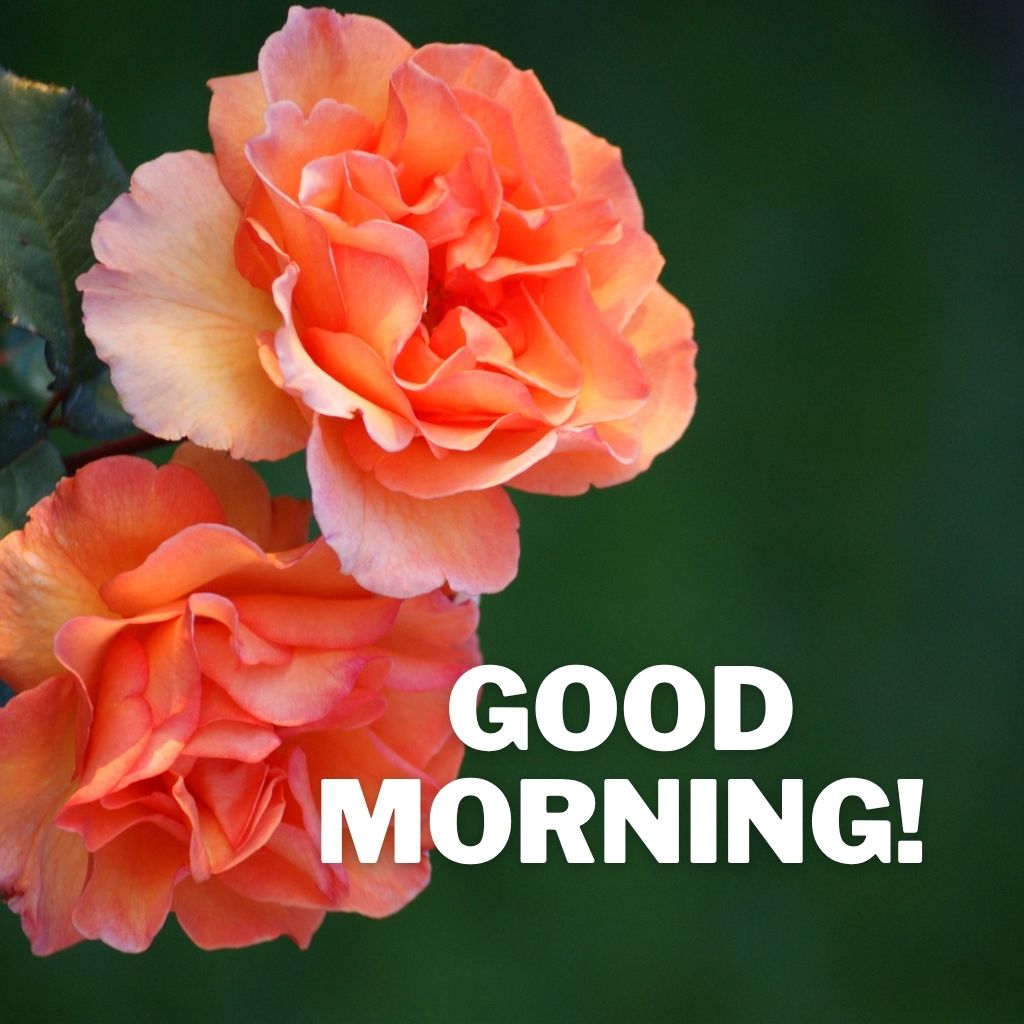 Two peach-orange blooming roses against a dark green background with bold white text reading "GOOD MORNING!" on the right.
