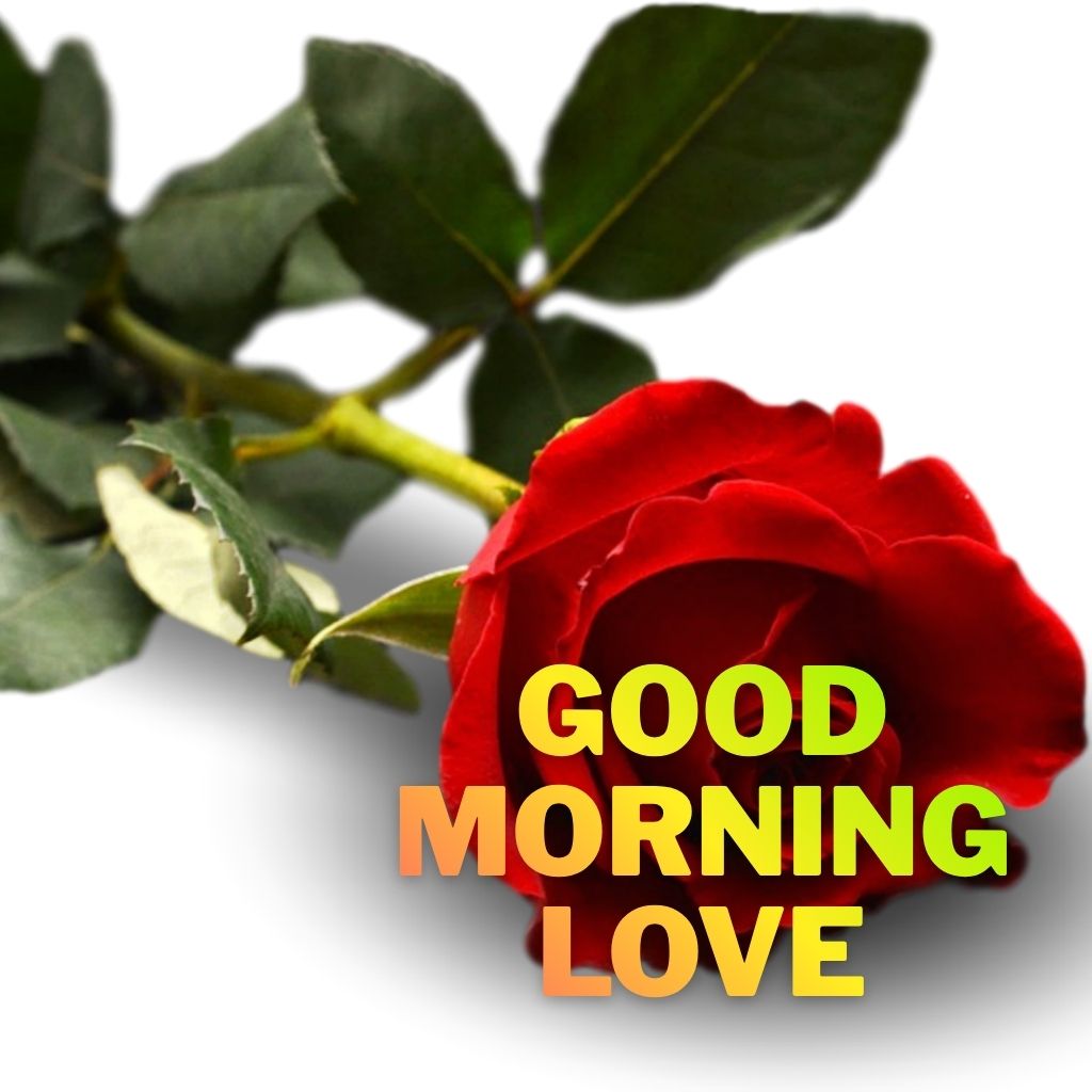 A red rose stem with green leaves on a white background with bold text reading "GOOD MORNING LOVE" overlaid in yellow and orange.