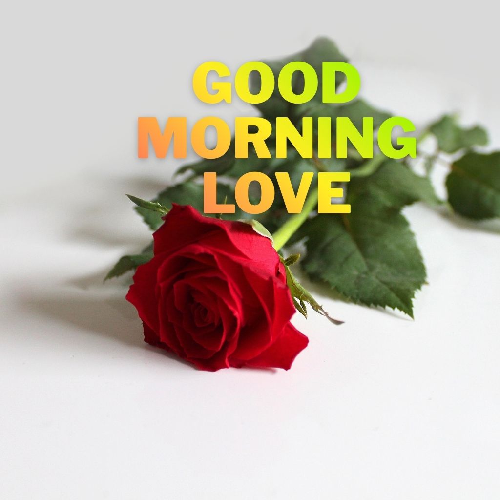 A single red rose with green leaves on a white background, featuring bold yellow text reading "GOOD MORNING LOVE" overlaid in the center.