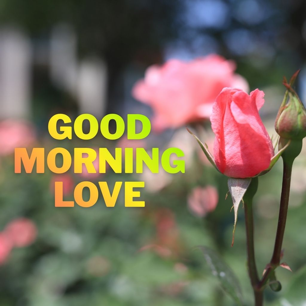 A close-up of a delicate pink rose bud in a garden with bold yellow text reading "GOOD MORNING LOVE" overlaid on the left side.