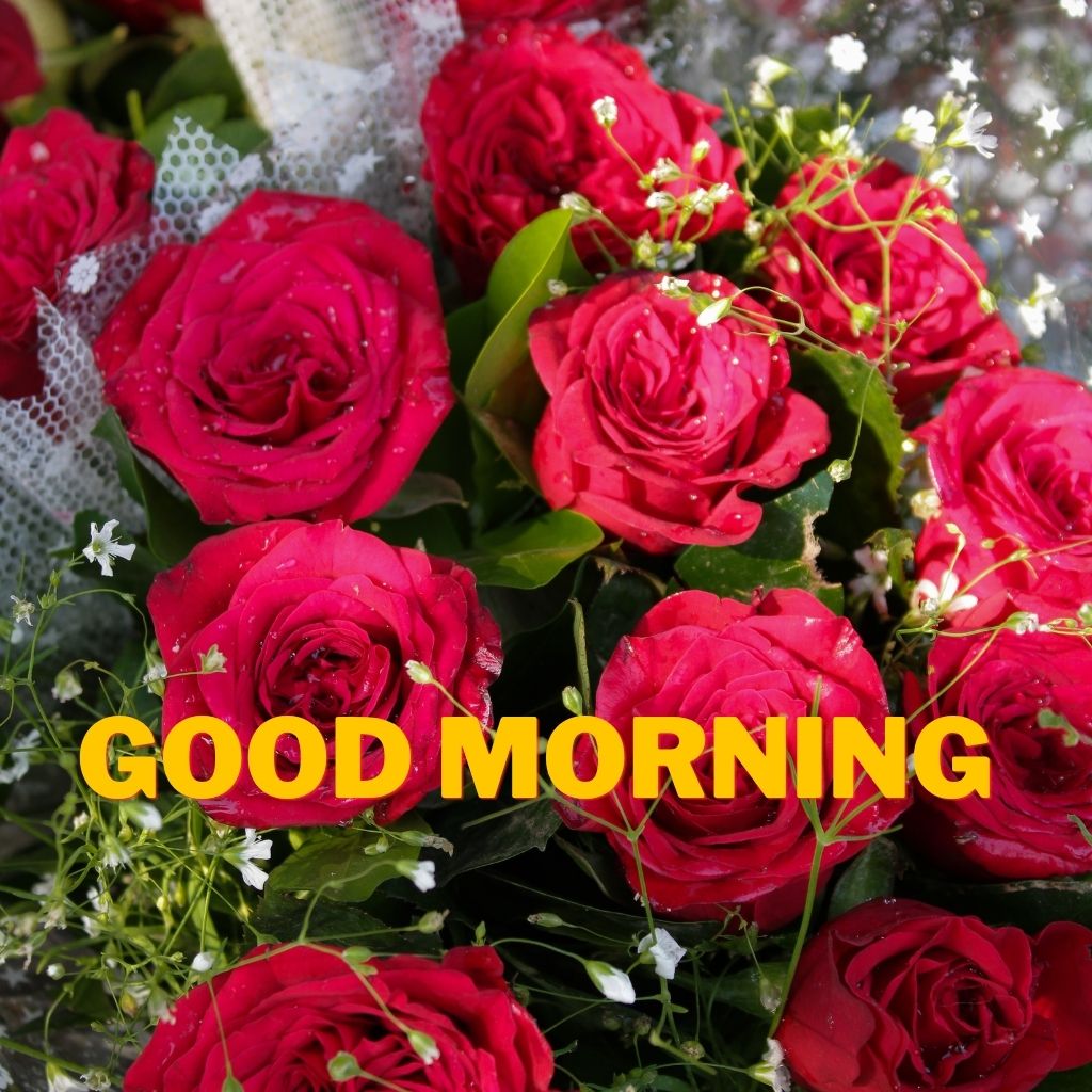 A vibrant bouquet of red roses and white baby's breath with bold yellow text reading "GOOD MORNING" across the center.