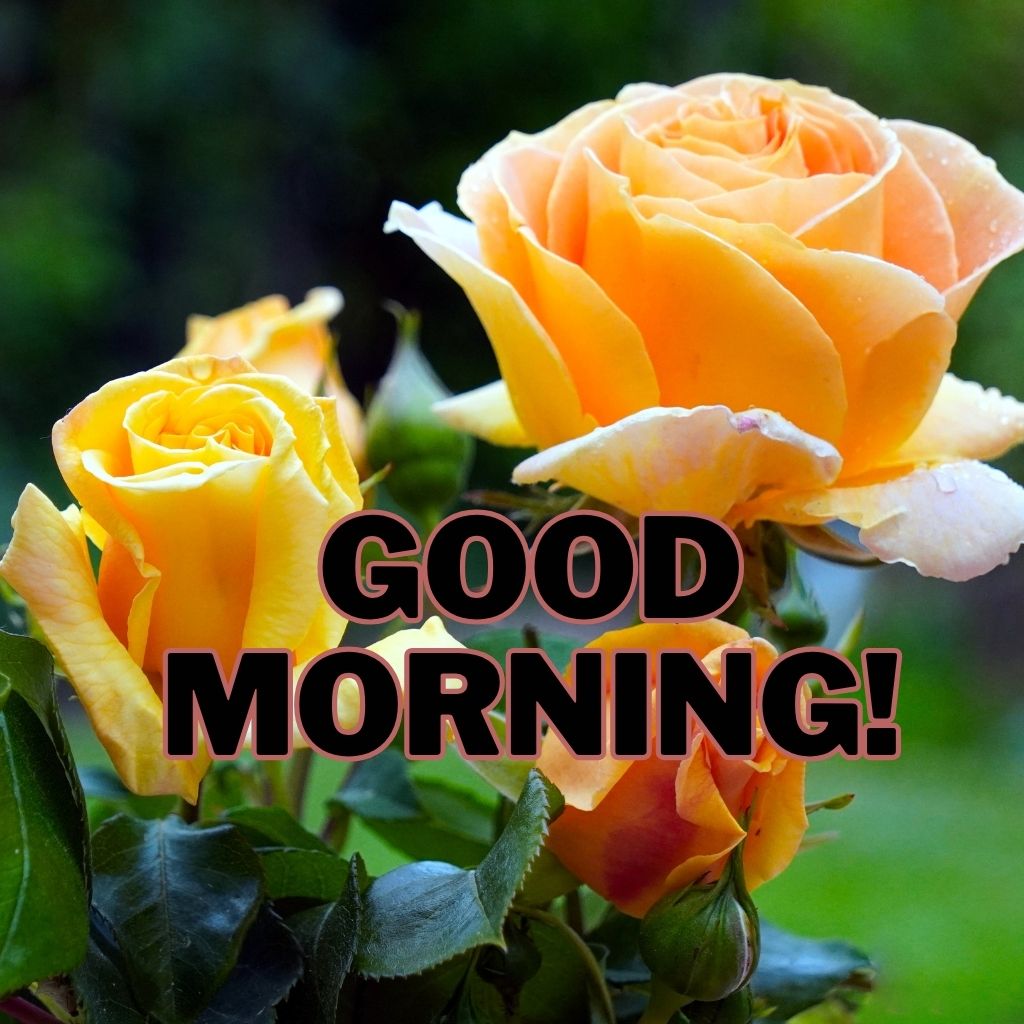 Romantic Good Morning Love Quotes