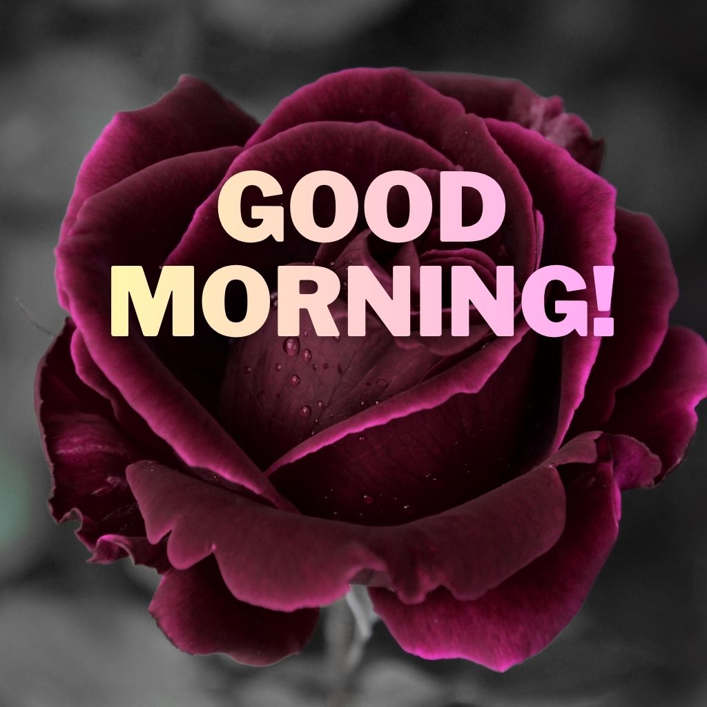 A deep burgundy rose in full bloom set against a dark background with bold light pink "GOOD MORNING!" text overlay.