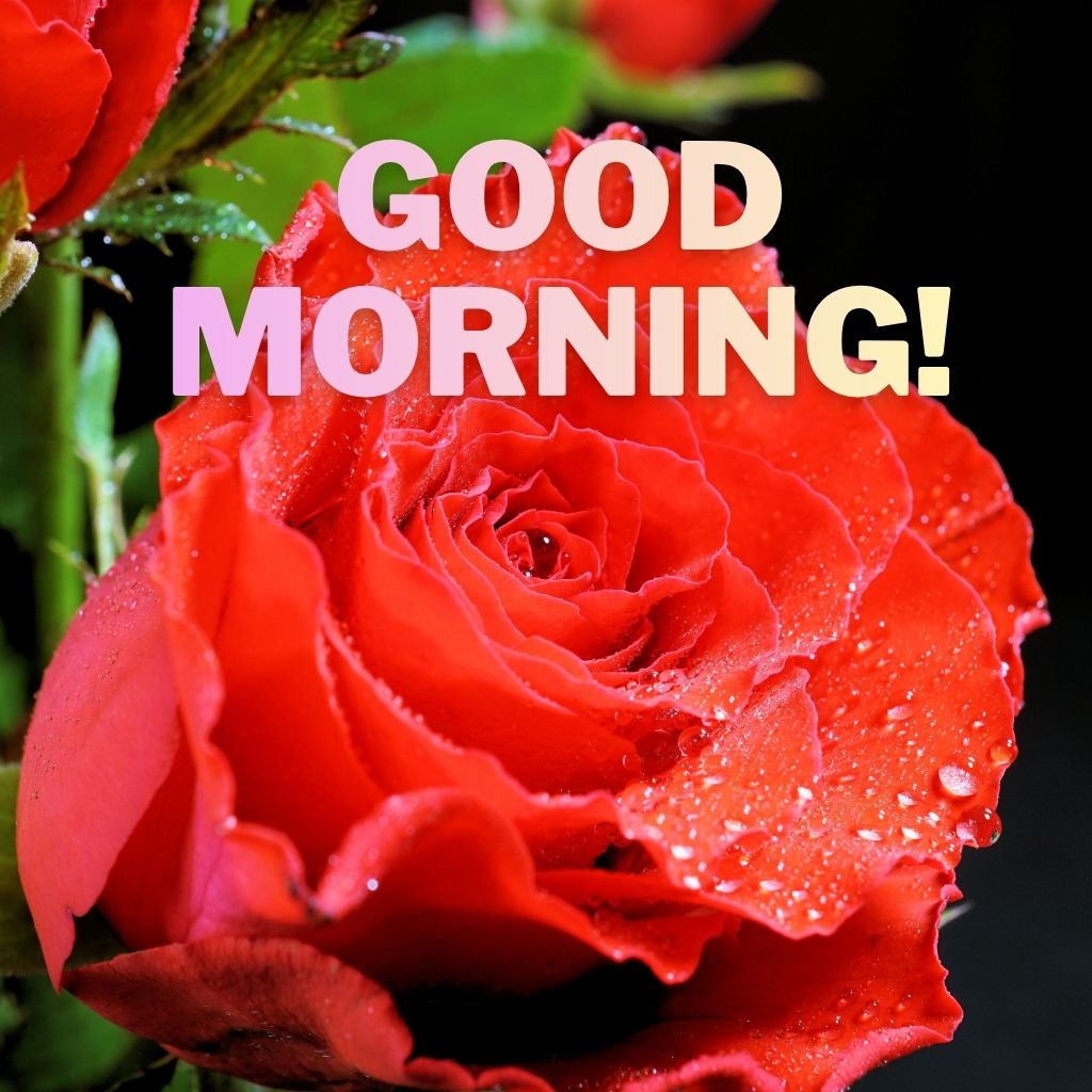 A vibrant red rose covered in morning dew droplets with bold light pink "GOOD MORNING!" text overlay.