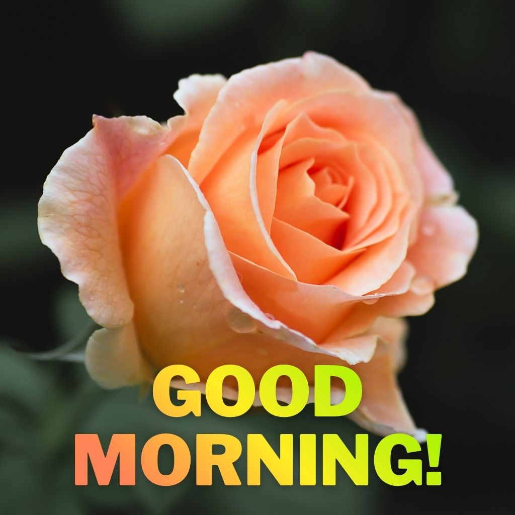 A close-up of a fully bloomed peach rose on a dark background with bold yellow and orange "GOOD MORNING!" text centered at the bottom.