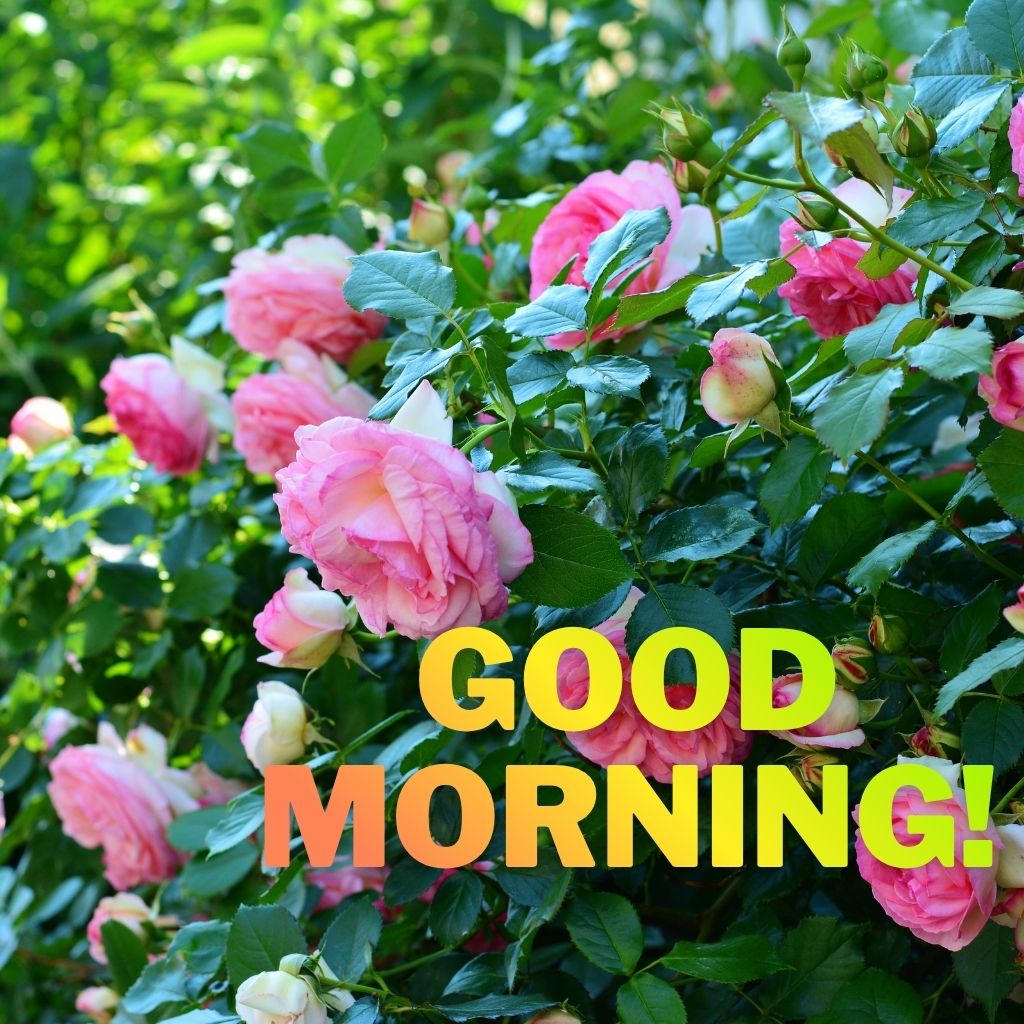 A vibrant rose bush filled with blooming pink roses and green leaves, overlaid with bold "GOOD MORNING!" text.