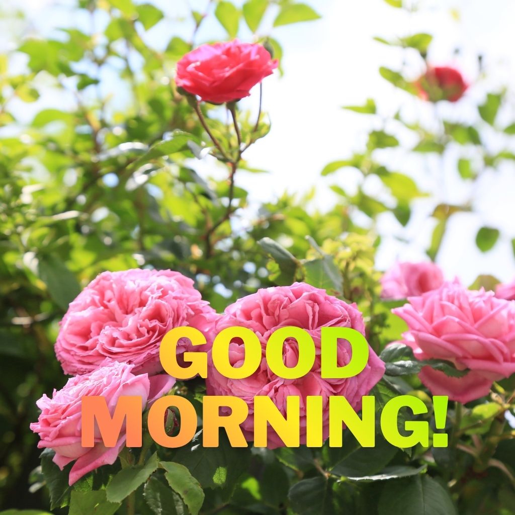 A sunny garden scene featuring blooming pink roses with bright yellow and orange "GOOD MORNING!" text centered on top.
