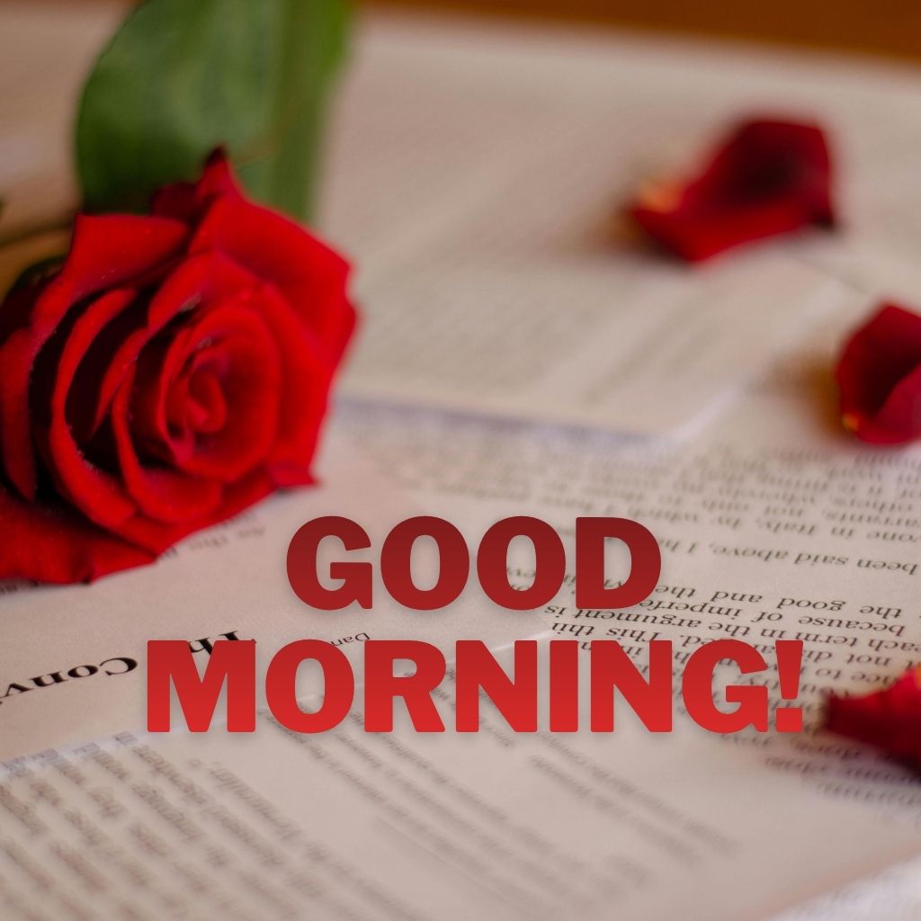 A deep red rose lying on an open book with scattered rose petals and bold red "GOOD MORNING!" text centered on top.