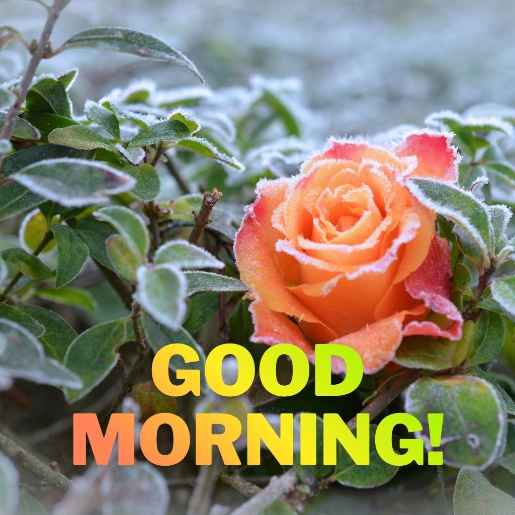 A frost-dusted orange rose surrounded by icy green leaves with bold text reading "GOOD MORNING!" at the bottom.