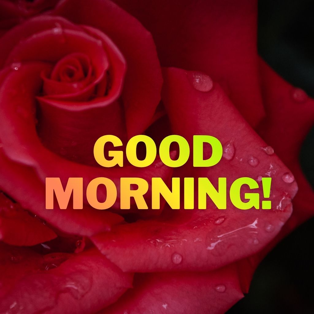 A close-up view of a deep red rose petal with water drops, overlaid with bold yellow text reading "GOOD MORNING!" across the center.
