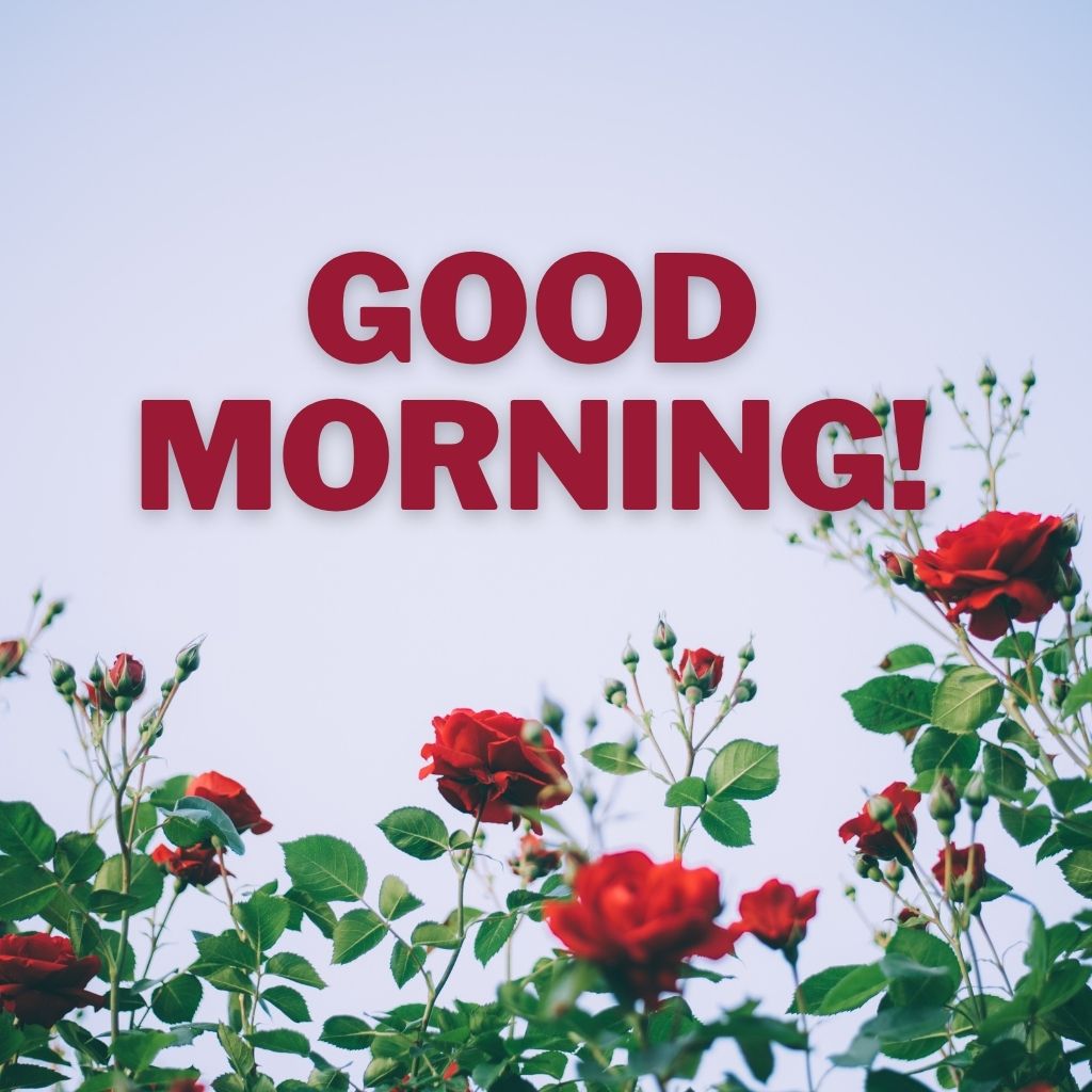 Vibrant red rose bushes reaching up toward a clear light blue sky with bold red text reading "GOOD MORNING!" overlaid across the upper center.