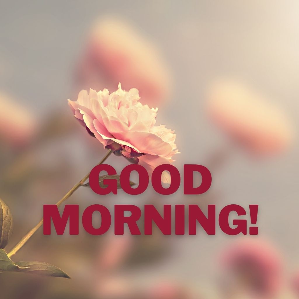 A soft pale pink rose blooming against a warm blurred floral background with bold red text reading "GOOD MORNING!" overlaid across the center.